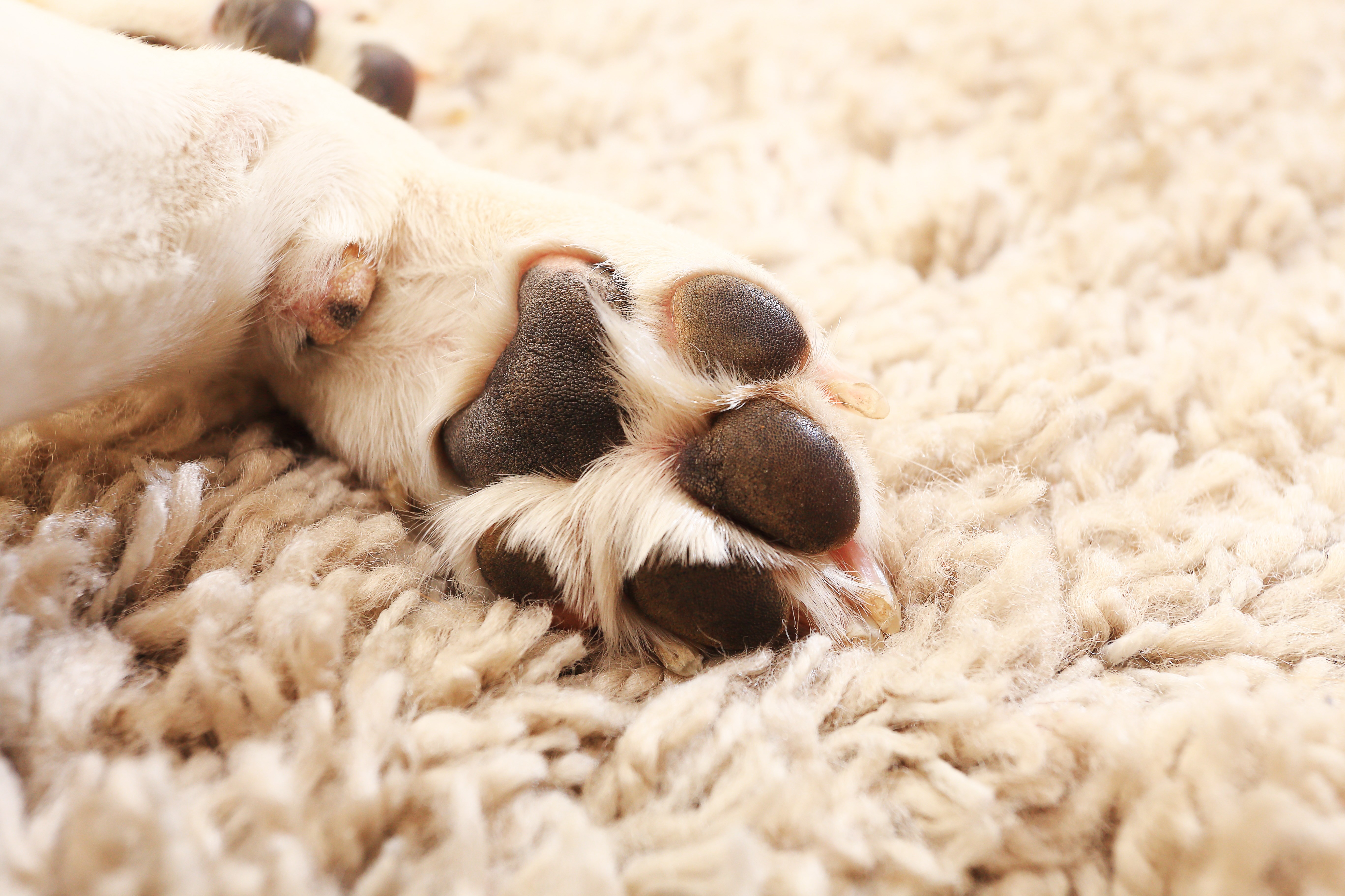 If your dog sheds, there are probably pieces of hair all around your house. BISSELL Rental is here to help with these tips for dealing with pet hair.
