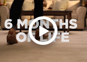 Your carpet sees a lot in six months. It's time to deep clean!